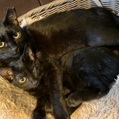 1歳の黒猫お母さん。避妊手術済。