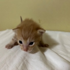 【決まりました！】茶トラの子猫です