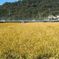 無農薬有機肥料栽培新米ヒノヒカリ30キロ