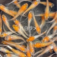 成魚　5匹セット