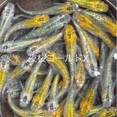 成魚　5匹セット