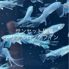 成魚　5匹セット