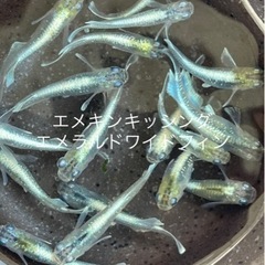 成魚　5匹セット