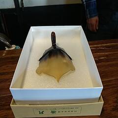 (値引き)鼈甲(ベッコウ) 飾り物