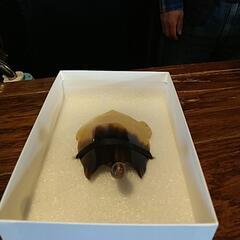 (値引き)鼈甲(ベッコウ) 飾り物