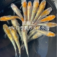 成魚　5匹セット