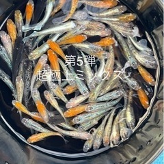 成魚　5匹セット