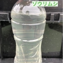 ②ゾウリムシ　200円〜