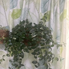 観葉植物　ハンギング　鉢つき