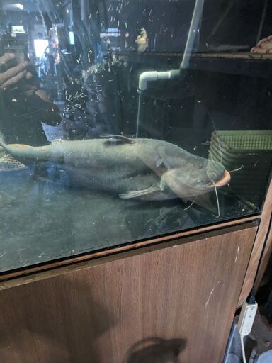 ワラゴレーリー70cm オーバー！ (アズファー) 羽島市役所前のその他の  