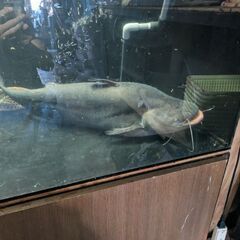 ワラゴレーリー　70cm オーバー！