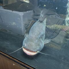 ワラゴレーリー　70cm オーバー！