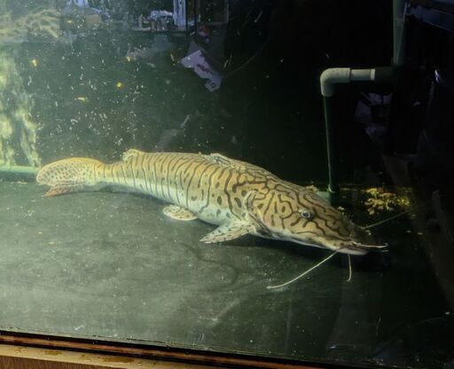 タイガーシャベルノーズ　80cm オーバー