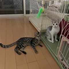 やば、、。めちゃ可愛い兄妹🩷🩷二匹一緒に家族に迎えていただけませんか🐱