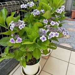 アジサイ(紫陽花)  コンペイトウ