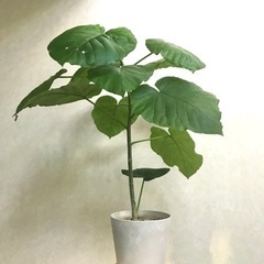 観葉植物\フィカス•ウンベラータ4号　ゴムの木　手渡し