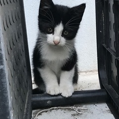 1、2ヶ月位の子猫を貰っていただけませんか。