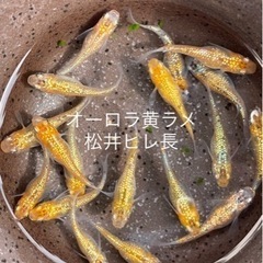 成魚　1ペアより