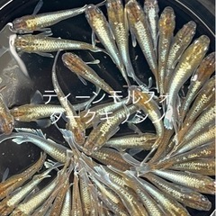 成魚　1ペアより