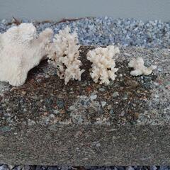 珊瑚　サンゴの化石　アクアリウムに