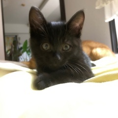 子猫　黒猫　幸せの鍵しっぽちゃん🌷🐈‍⬛ - 猫