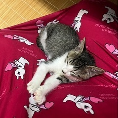 アイラインが素敵な男の子。 − 福岡県