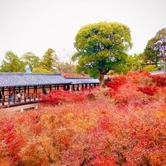 京のマルシェ👣　東福寺観光