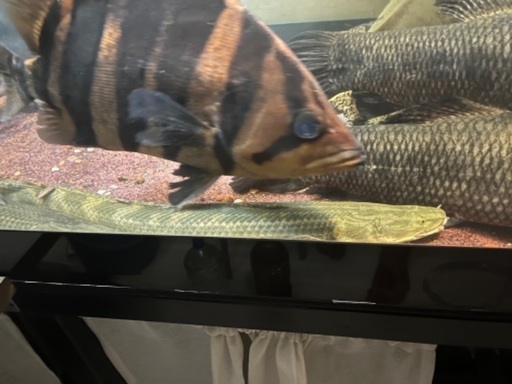 ダトニオ