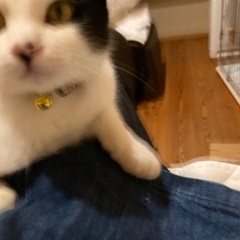 とても優しい子猫を家族