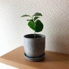 観葉植物　コーヒーの木⑨　14cm　おしゃれな2号の鉢と受け皿付き