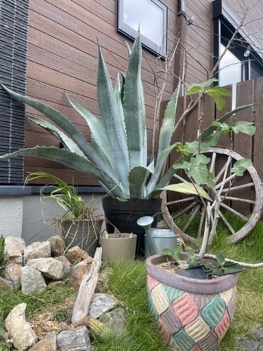 アガベ親株