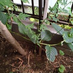 モミジイチゴ苗　100cm　太い茎
