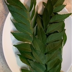 カレーリーフ／Curry leaf Karapincha  生葉