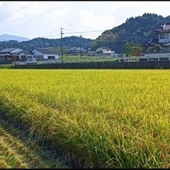 福岡県産夢つくし  令和5年 新米 減農薬米