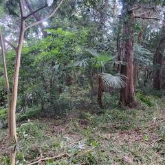 （個人売買）高台から見下ろす横浜市戸塚区の隠れ家的キャンプ・家庭菜園用土地　100坪(330㎡) - 横浜市