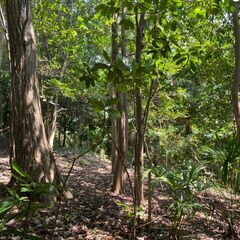 （個人売買）高台から見下ろす横浜市戸塚区の隠れ家的キャンプ・家庭菜園用土地　100坪(330㎡) - 不動産