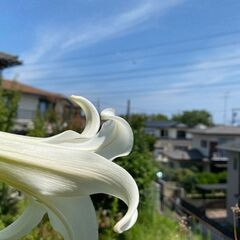 （個人売買）高台から見下ろす横浜市戸塚区の隠れ家的キャンプ・家庭菜園用土地　100坪(330㎡) − 神奈川県