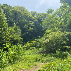 （個人売買）海まで5分。森に囲まれた葉山堀内森戸土地。大自然のプライベートスペース。85.6坪(283㎡)　 − 神奈川県