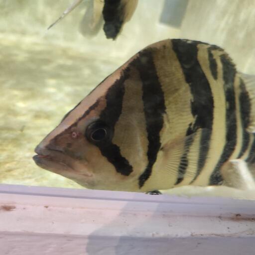 年末大サービス!熱帯魚各種販売させて頂きます。