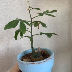 アデニアグラウカ　塊根植物