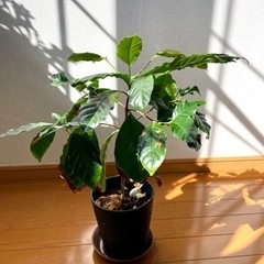 観葉植物　コーヒーの木【決まりました】
