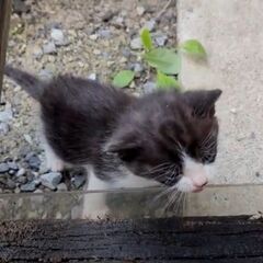 庭で生まれたか捨てられたか、猫６匹の里親さんを募集します − 青森県