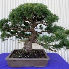 【ネット決済】五葉松 盆栽 推定樹齢100年超 bonsai