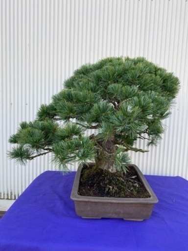 五葉松 盆栽 推定樹齢100年超 bonsai