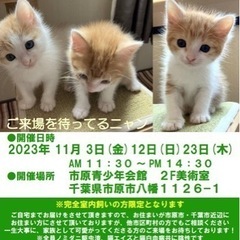 猫のお見合い会