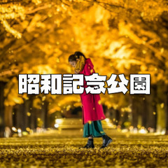 昭和記念公園の「黄葉・紅葉まつり＆秋の夜散歩」でライトアップされたイチョウ並木を楽しみます♪の画像