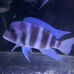 Cyphotilapia frontosa blue Lingo Reef ドイツ産　17〜18㎝　#アフリカンシクリッド  フロントーサ　水槽 Cyphotilapia frontosa blue Lingo Reef ドイツ産 17〜18