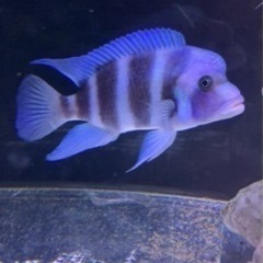 Cyphotilapia frontosa blue Lingo Reef ドイツ産　17〜18㎝　#アフリカンシクリッド  フロントーサ　水槽 Cyphotilapia frontosa blue Lingo Reef ドイツ産 17〜18