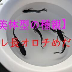 【高級品種】ヒレ長オロチメダカの有精卵30個＋α　