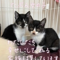 保護猫の子猫ちゃん 1ヶ月半くらい(素敵な家族が見つかりました♡)